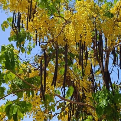 आरग्वध