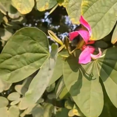 कांचनार
