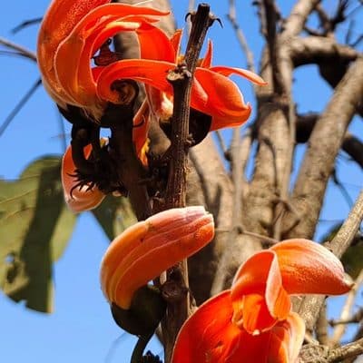 पलाश